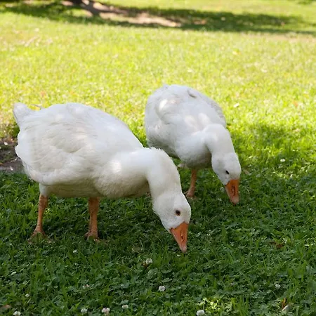 La Brenta Vecchia Vigodarzere