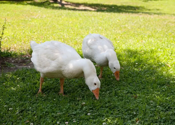 La Brenta Vecchia Vigodarzere